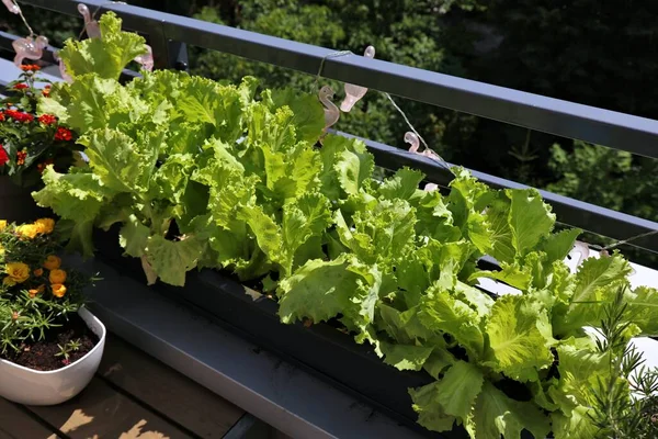 Balcony Gardening Own Home Grown Organic Lettuce Balcony Container — Stock Photo, Image