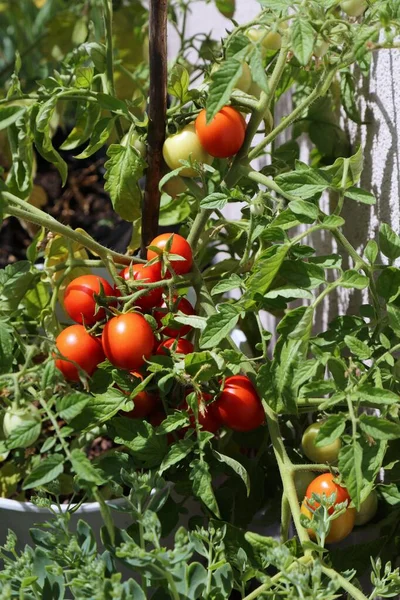 Balcony Gardening Own Home Grown Red Cherry Tomatoes Balcony Container — Stock fotografie