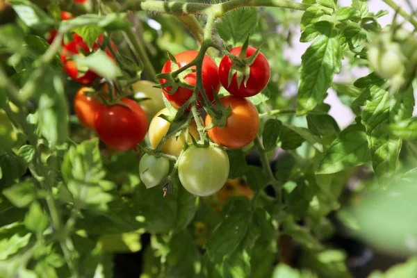 Balkón Zahradničení Vlastní Domov Pěstované Červené Cherry Rajčata Balkónovém Kontejneru — Stock fotografie