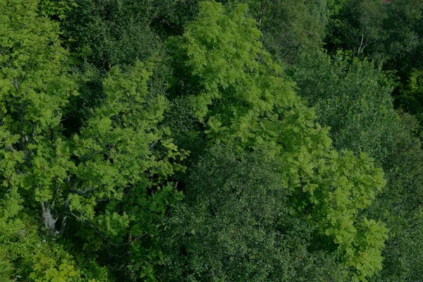 Green Forest Background Dark Green Forest Aerial View Backdrop Alesund — 스톡 사진