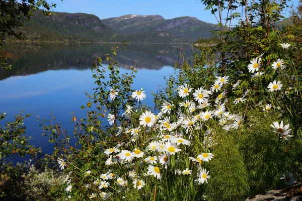 靠近霍夫登的Setesdal山谷的挪威山地景观 Hartevatn湖和洋甘菊花 — 图库照片