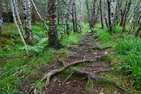 Norway Hiking Mysterious Forest Path Ulstein Region More Romsdal County —  Fotos de Stock