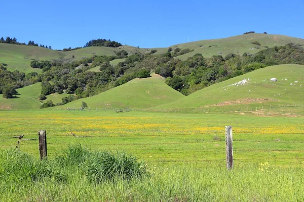 Pastwiska Marin County Kalifornii Usa Krajobraz Rolny — Zdjęcie stockowe