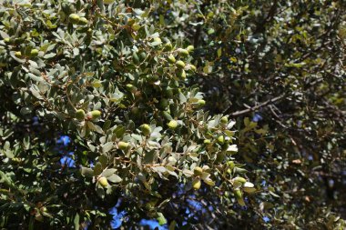 Güney Fransa 'da Holm meşesi (Quercus ilex) ağacı. Evergreen meşe palamudu türleri.