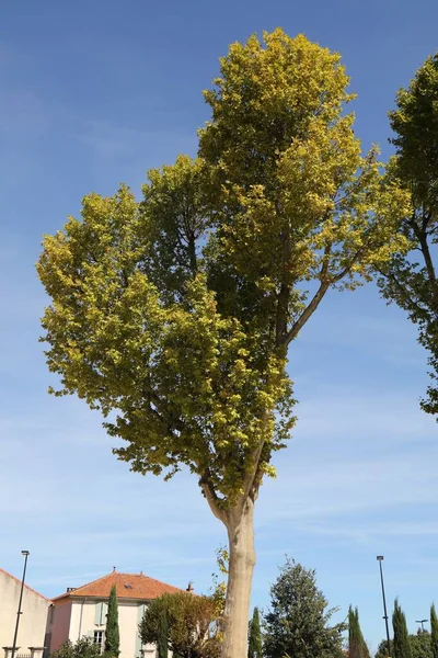 Plane Tree Platanus Planted City Popular Urban Greenery Tree Orange — Foto de Stock