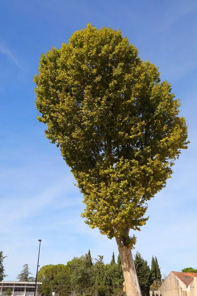 Plane Tree Platanus Planted City Popular Urban Greenery Tree Orange — Stock fotografie