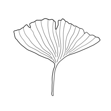 Ginkgo yaprağı karalama çizimini izole etti. Japon ginkgo biloba vektörü.