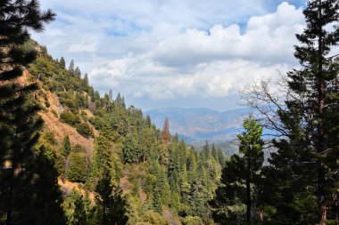 California - Dev Sekoya Ulusal Anıtı 'nda Ulusal Orman Görünümü.