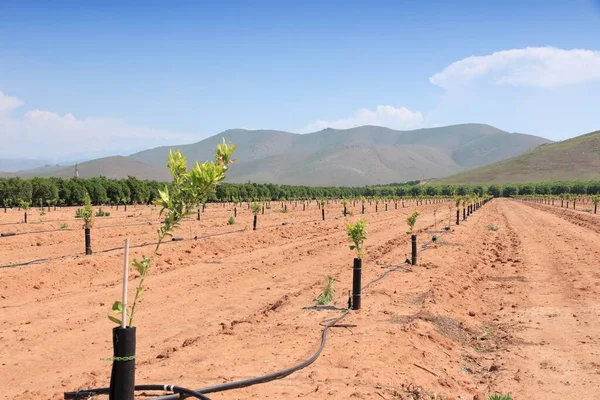 Young Orange Trees New Orange Orchard California Agricultural Landscape California — Fotografia de Stock