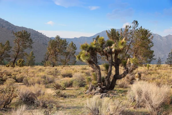 Kalifornische Landschaft Mit Joshuabäumen Kreis Natur — Stockfoto