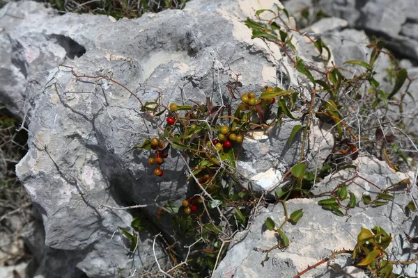 Croatia Zirje Island Nature Summer Mediterranean Plant Species Fruit Smilax — Stock Fotó