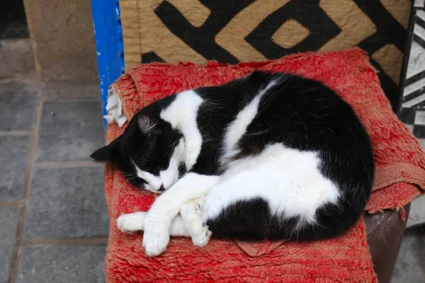 Gatos Callejeros Essaouira Marruecos Local Doméstico Gato Blanco Negro Durmiendo —  Fotos de Stock