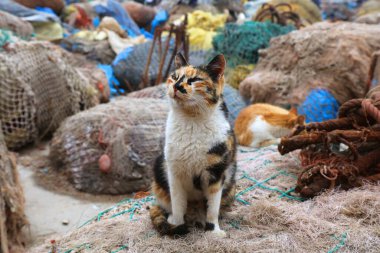 Essaouira Kedileri, Fas. Limandaki balıkçı ağlarını koruyan yerel Calico kedisi..