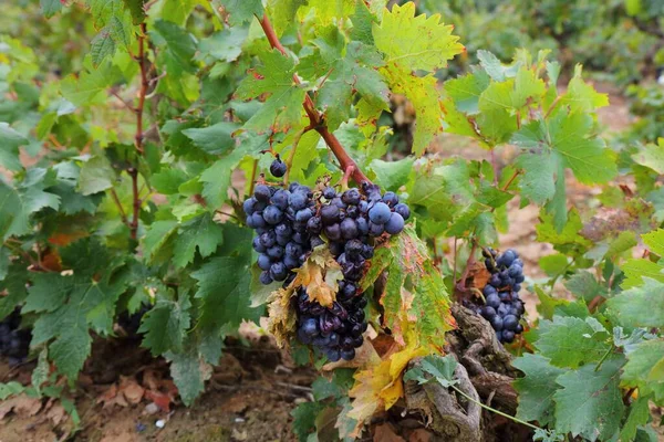 France Vineyard Corbieres Region Aoc Vine Canton Capendu — Stock Photo, Image