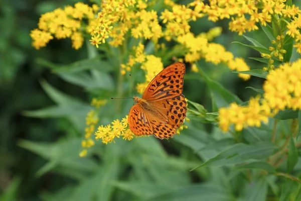 Silver-washed fritillary (Argynnis paphia) common butterfly in Carinthia state of Austria. Feeding on nectar of Canada goldenrod invasive weed species.