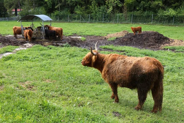 Raça Bovina Escocesa Planalto Estado Caríntia Áustria Pastagens Agrícolas Áustria — Fotografia de Stock