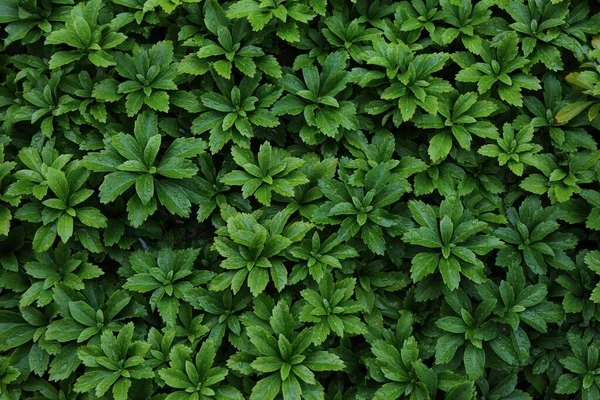 Yeşil Bitki Arka Planı Pachysandra Terminali Japon Baharatı Bitkisel Bir — Stok fotoğraf