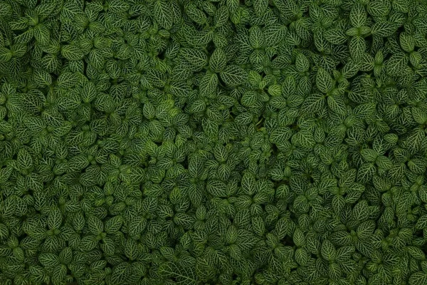 深绿色的植物背景 植物园中的神经性植物 Fittonia Albivenis — 图库照片