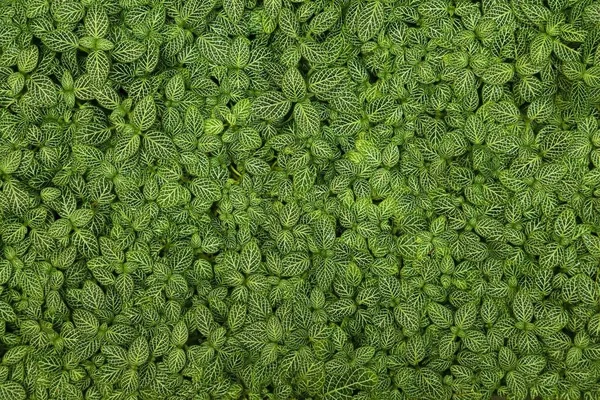Grön Växt Bakgrund Nervväxt Fittonia Albivenis Växt Blad Struktur Botanisk — Stockfoto