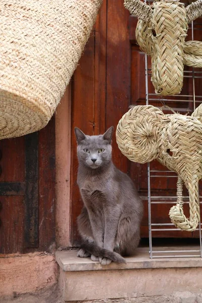 Marakeş Fas Sokak Kedileri Yerel Gümüşi Gri Kedi Şehir Sokağında — Stok fotoğraf