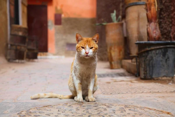 Gatukatter Från Marrakech Marocko Lokal Inhemsk Ingefära Katt Sitter Stadsgata — Stockfoto