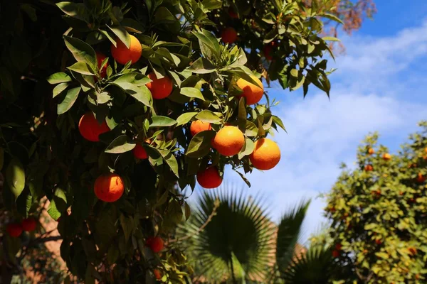 Drzewa Pomarańczowe Marrakeszu Maroko Park Miejski Marrakeszu — Zdjęcie stockowe