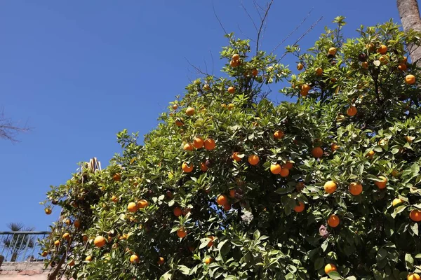 Drzewa Pomarańczowe Marrakeszu Maroko Park Miejski Marrakeszu — Zdjęcie stockowe