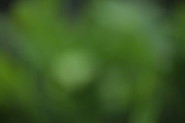 Yeşil doğa bulanık arka plan. Odaklanamayan orman bulanık dokusu.