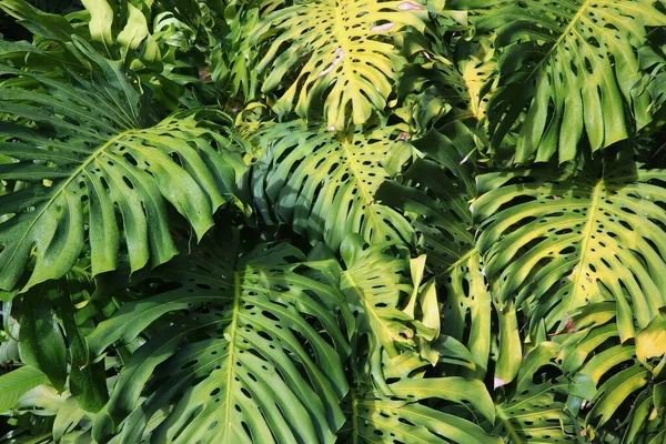 Monstera plant leaves background. Natural jungle green background at a botanical garden.