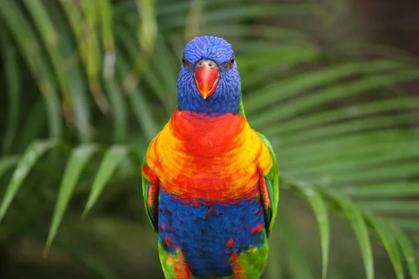 Rainbow Lorikeet Färgglada Papegoja Deshaies Botaniska Trädgård Guadeloupe — Stockfoto