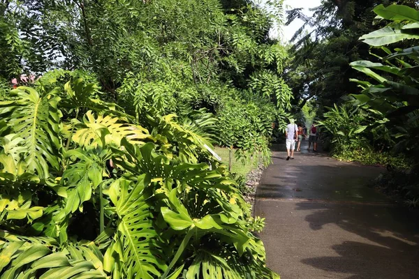Deshaies Guadeloupe December 2019 People Visit Deshaies Botanical Garden Basse — Stock Photo, Image