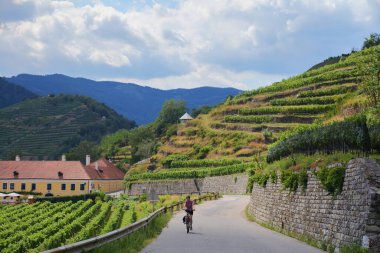 Avusturya 'nın Wachau şarap bölgesindeki üzüm bağları arasında bisiklet turisti. Donauradweg bisiklet yolu (Tuna Nehri Bisiklet Yolu) Spitz yakınlarında.