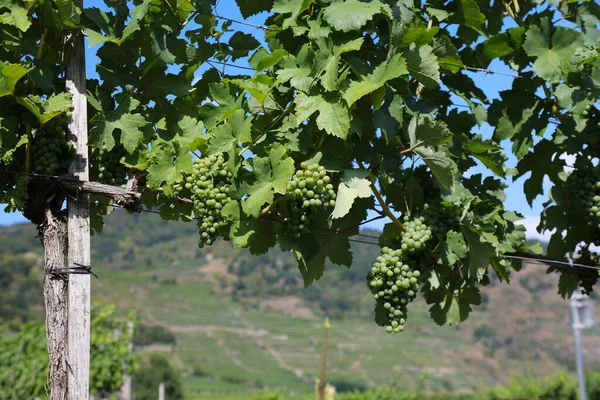 Áustria Viticultura Região Vinícola Wachau Vista Verão Vinhas Perto Spitz — Fotografia de Stock