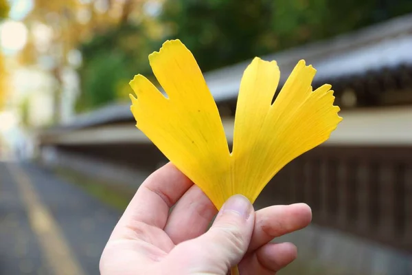 Autunno Parte Giappone Mano Tenuta Giallo Autunno Ginkgo Foglia — Foto Stock