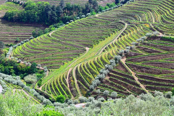 ドゥロのブドウ畑 ポルトガルのブドウ畑の田園風景 アルト ドゥロ Docワイン造りの風景 — ストック写真