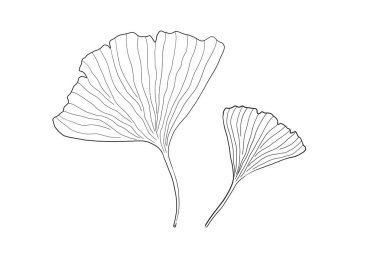 Ginkgo biloba iki izole vektör dijital çizim bırakır. Japon çiçek motifi wabi sabi tarzı.