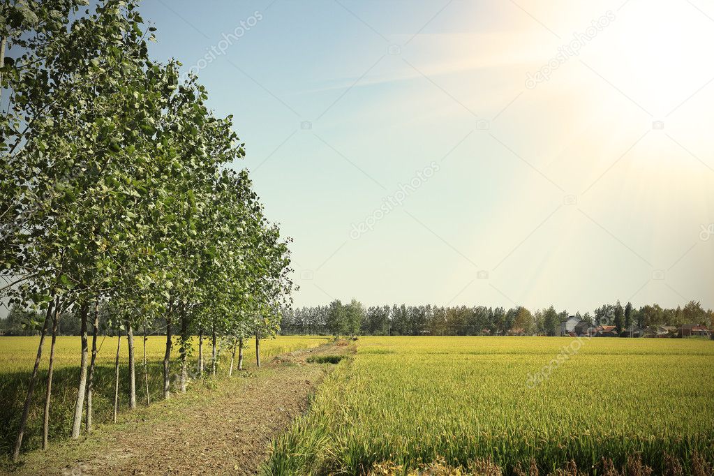 Golden rice is the growth of lush farmland in the woods edge