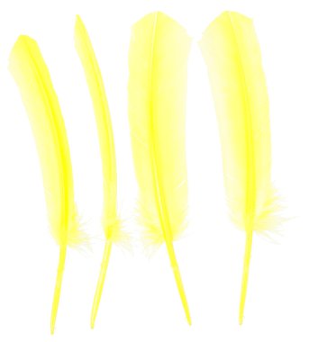 farklı açılardan sarı kaz tüyü toplama