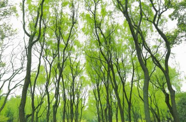 Park willow çimlenme ilkbaharda