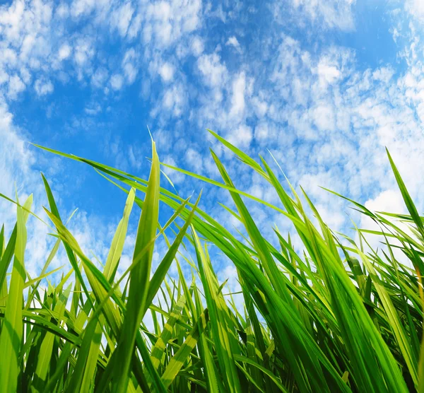 Grama verde, conceito de proteção ambiental — Fotografia de Stock