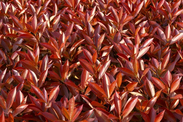 Rode verse bladeren achtergrond — Stockfoto