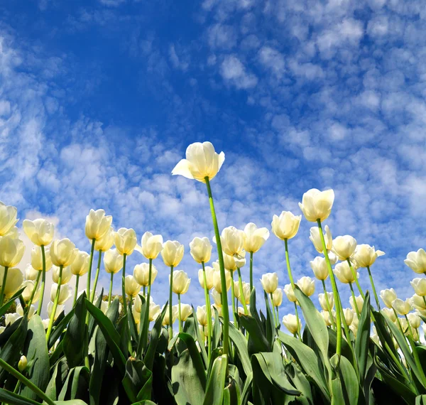 Białe tulipany kwitną w słońce wiosna — Zdjęcie stockowe