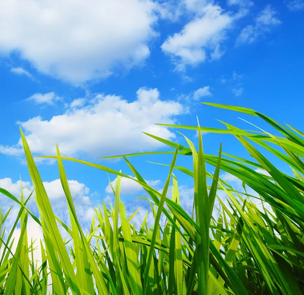 Grünes Gras, Umweltschutzkonzept — Stockfoto