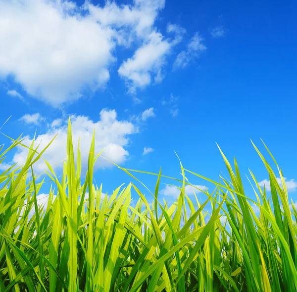 Grünes Gras, Umweltschutzkonzept — Stockfoto