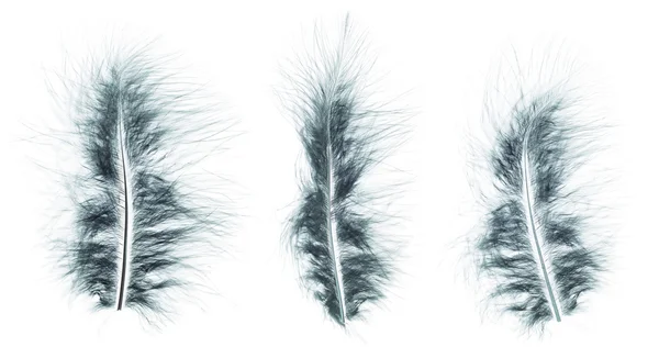 Different angles of the Ostrich dark green feathers collection — Stock Photo, Image