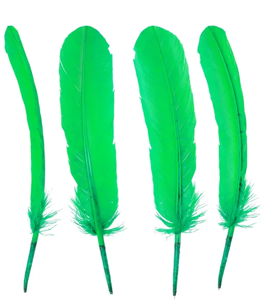 Different angles of green goose feather collection — Stock Photo, Image