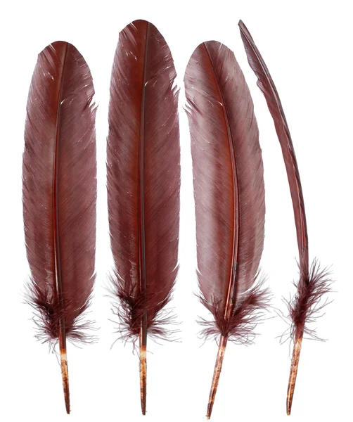 Different angles of the goose feathers collection — Stock Photo, Image