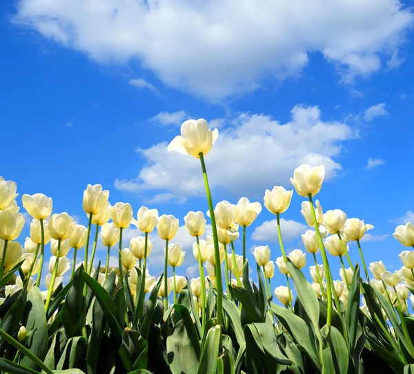 Los tulipanes blancos florecen en el sol de primavera — Foto de Stock