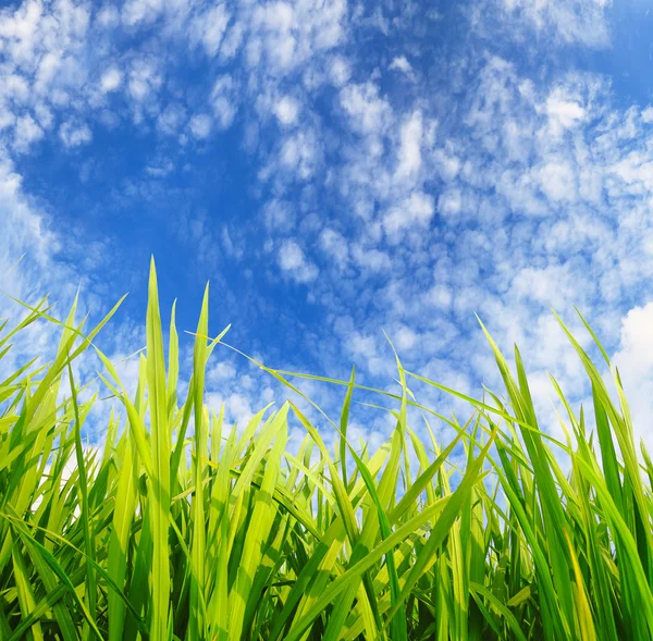 Grünes Gras, Umweltschutzkonzept — Stockfoto