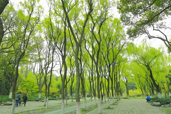 Park wilg kiemkracht in het voorjaar van — Stockfoto